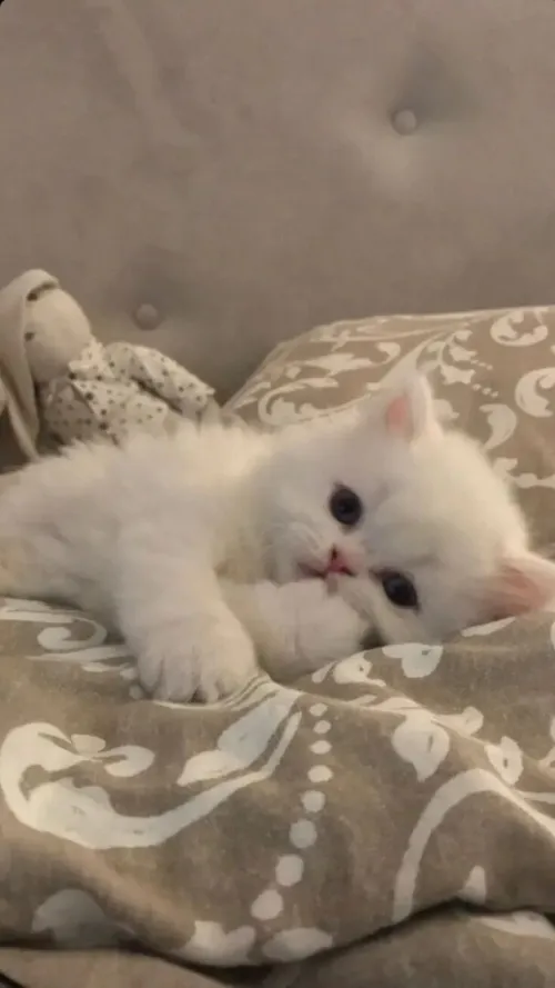 Chat  persan