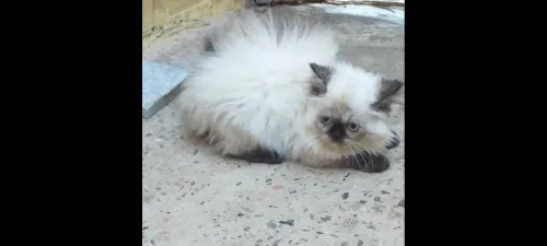 Chat persan 