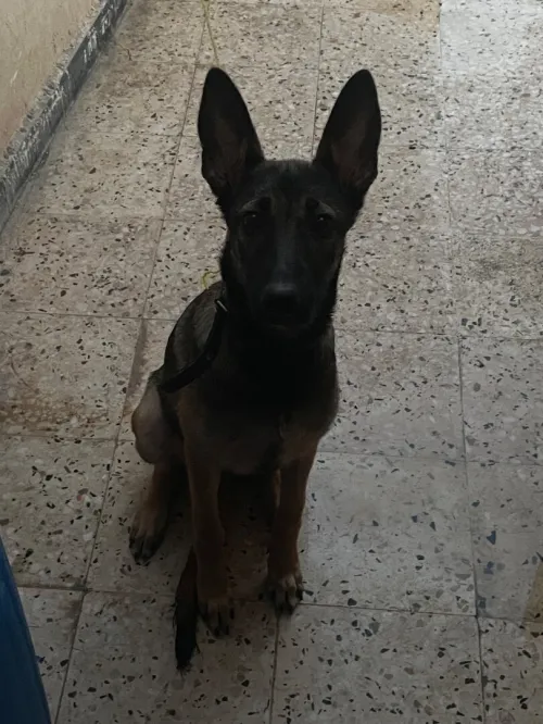 Malinois femelle 4mois