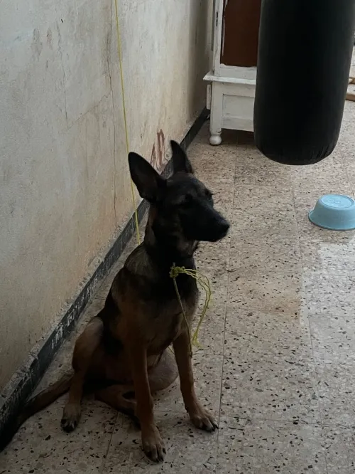 Malinois femelle 4mois