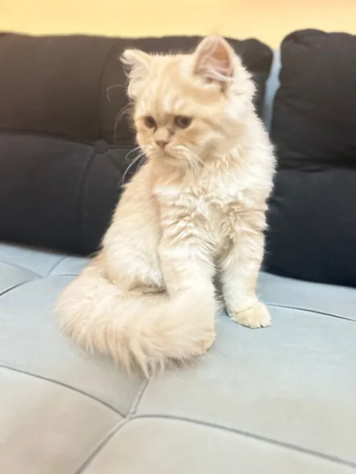 Chat persan