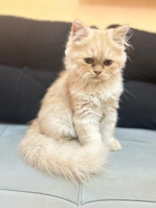 Chat persan