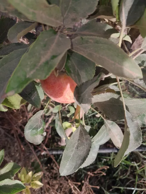 Vente Terrain Agricole Mascara El gaada