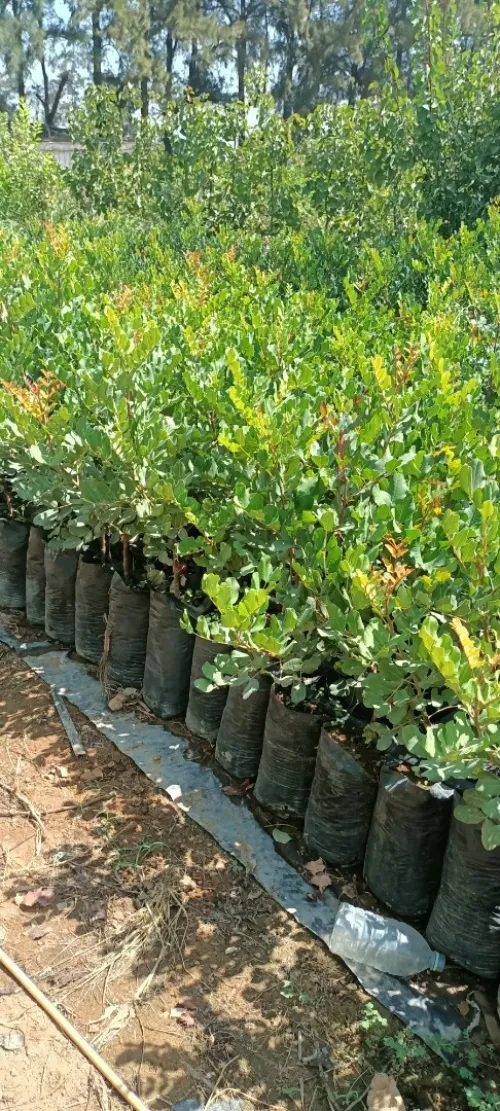 اشجار الخروب المطعم caroube royal  