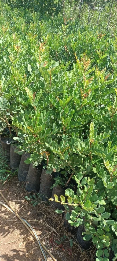 اشجار الخروب المطعم caroube royal  