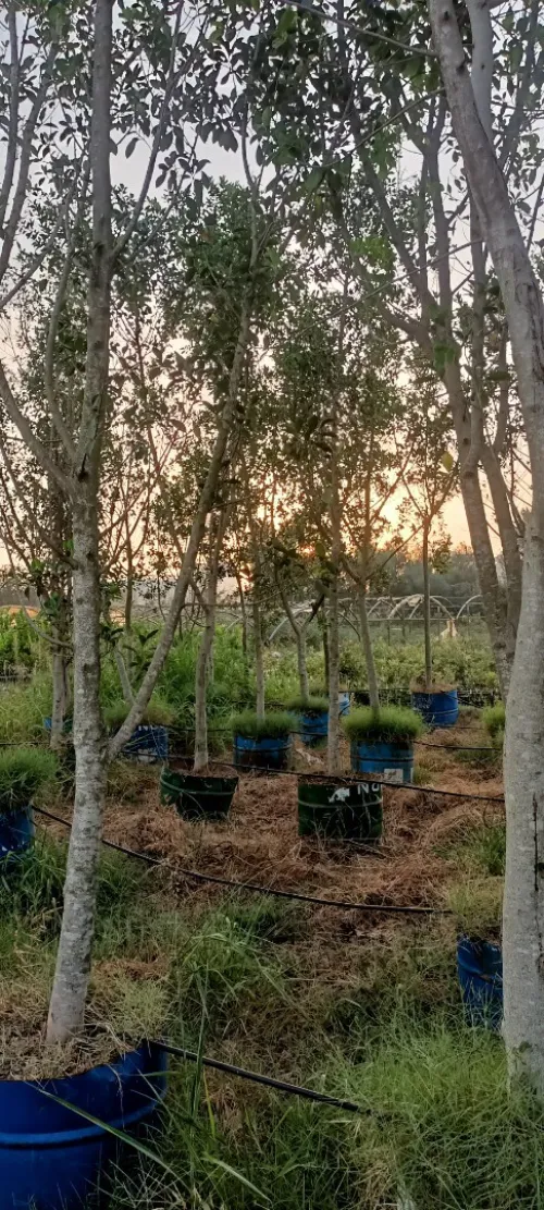 Ficus nitida ou Ficus microcarpa  "Retusa" شجرة الفيكيس