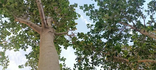 Ficus nitida ou Ficus microcarpa  "Retusa" شجرة الفيكيس