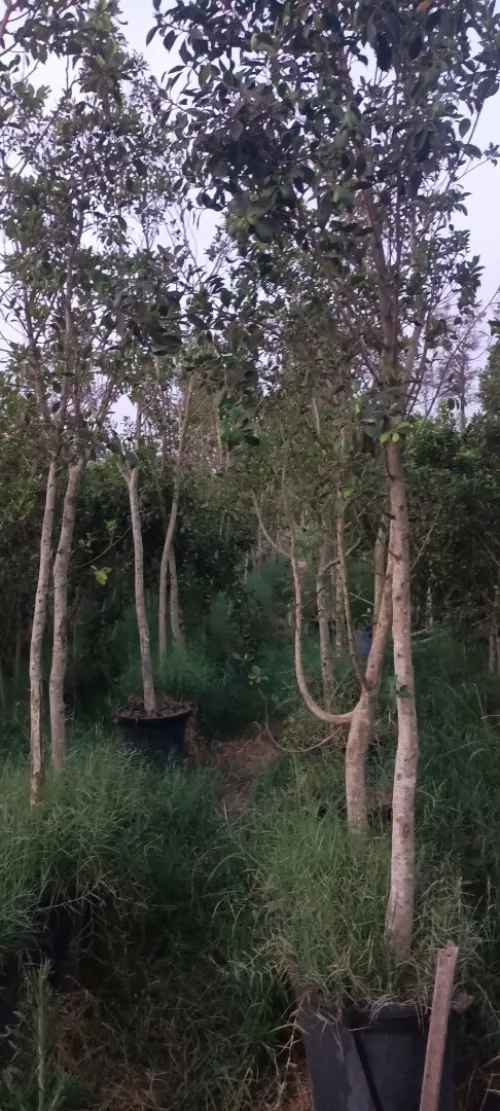 Ficus nitida ou Ficus microcarpa  "Retusa" شجرة الفيكيس