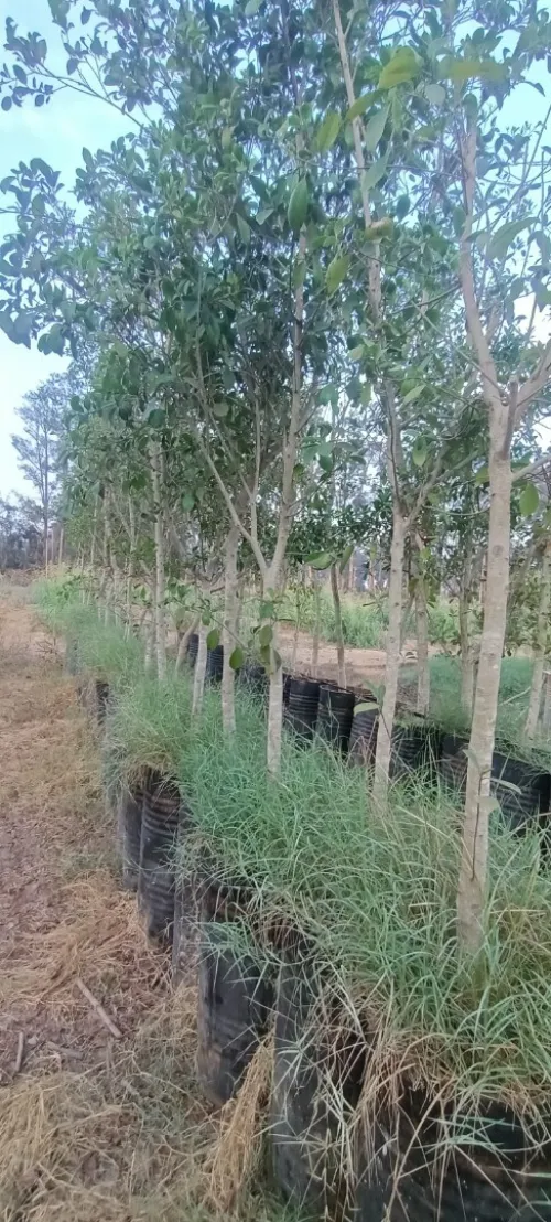 Ficus nitida ou Ficus microcarpa  "Retusa" شجرة الفيكيس