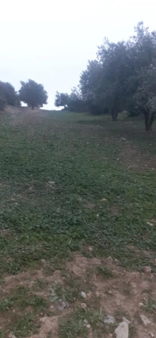 Vente Terrain Bouira El hachimia
