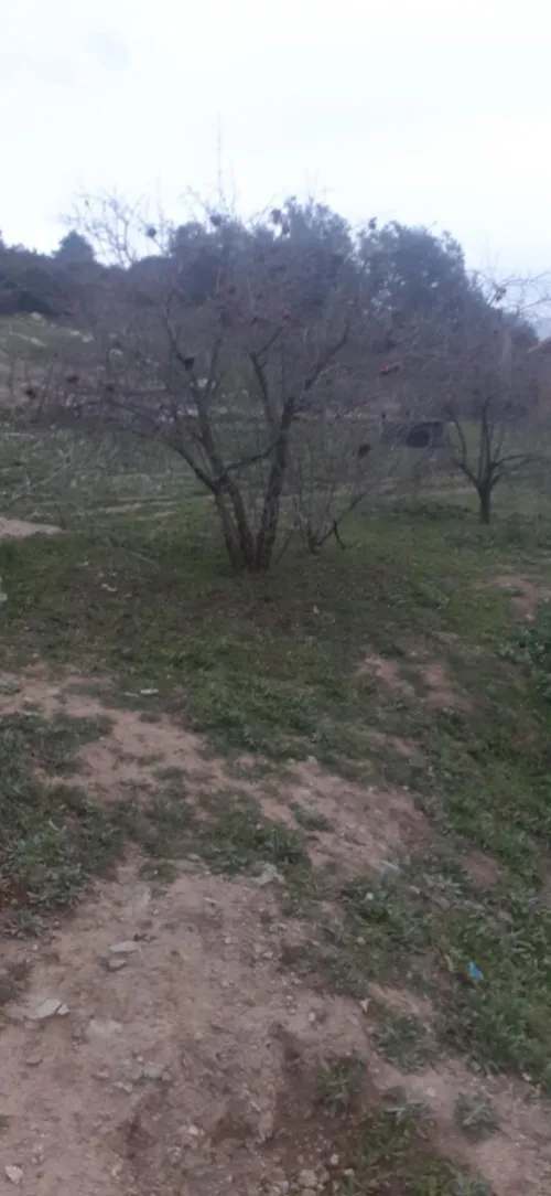 Vente Terrain Bouira El hachimia
