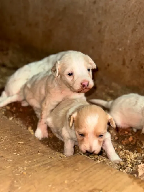 Chiots bichons 