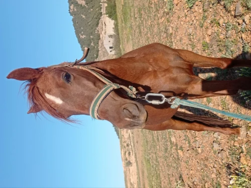 باتنة الڨيڨبة تيزوريت 