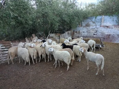 خروف