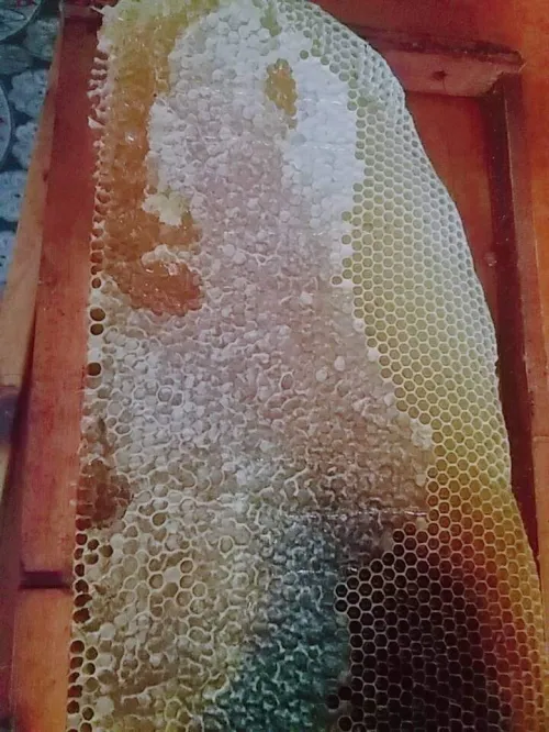 عسل النحل طبيعي