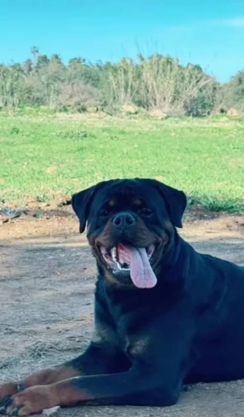 Rottweiler 