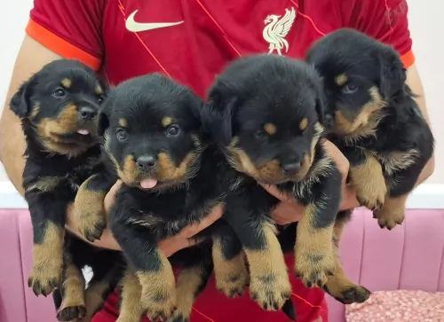 Rottweiler 