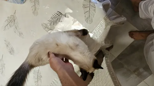  Une Chat Siamois 7 mois avec ses affaires 