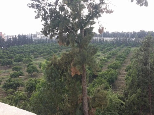 Location Appartement Niveau de villa F3 Alger Rouiba
