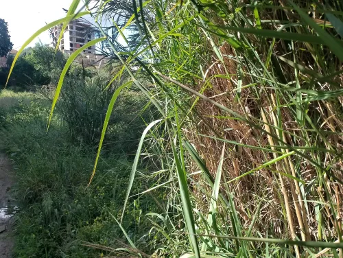 Vente Terrain Alger Hussein dey