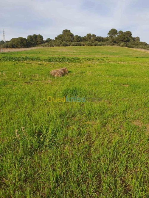 Vente Terrain Alger Ain benian