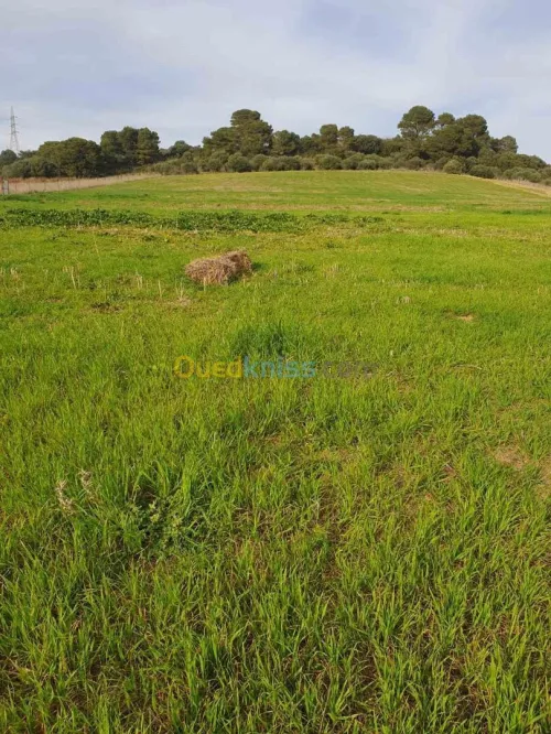 Vente Terrain Alger Ain benian