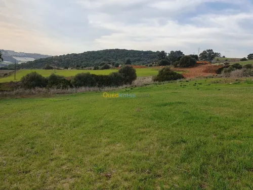 Vente Terrain Alger Ain benian