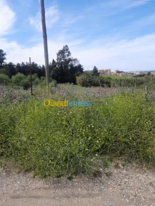 Vente Terrain Alger Ain benian