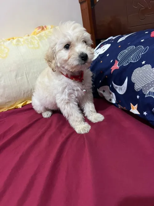 Femelle Bichon nain 