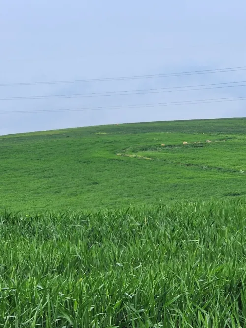 Vente Terrain Agricole Bouira Ain laloui