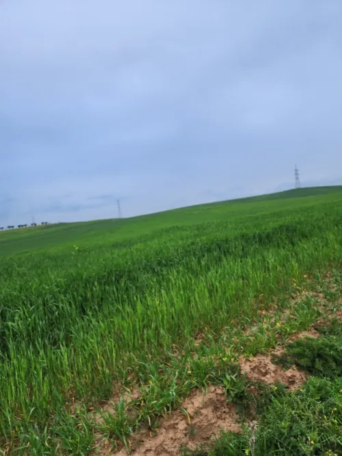 Vente Terrain Agricole Bouira Ain laloui