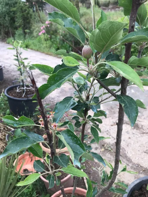 Arbres Plants Pommier 