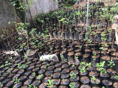 Arbres Plants Pommier 