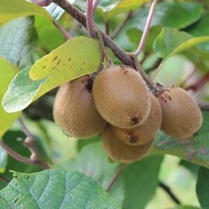 Graines de Kiwi Semences Non Traitées 