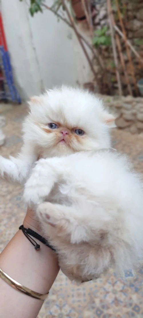 Pur chat persan Himalayan femelle 