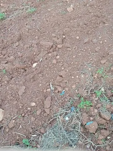 Location Terrain Agricole Mostaganem Ain tadles