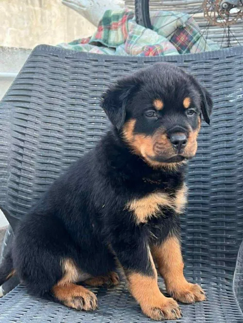 Rottweiler