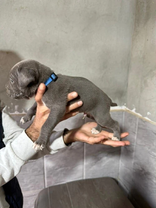 Cane corso