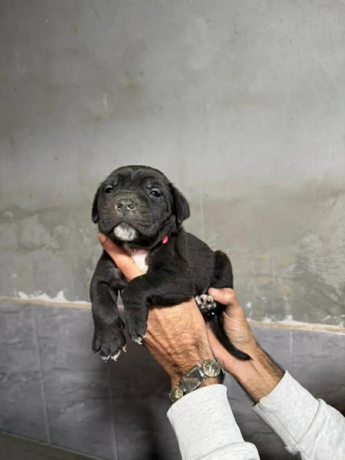Cane corso