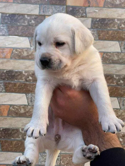 Labrador retriever