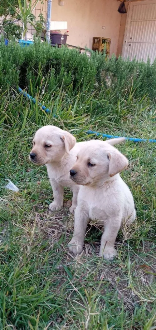Labrador retriever 