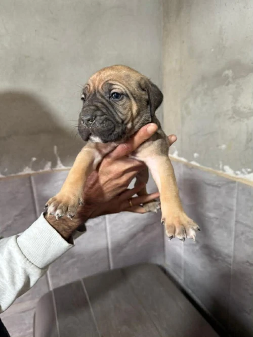 Cane corso