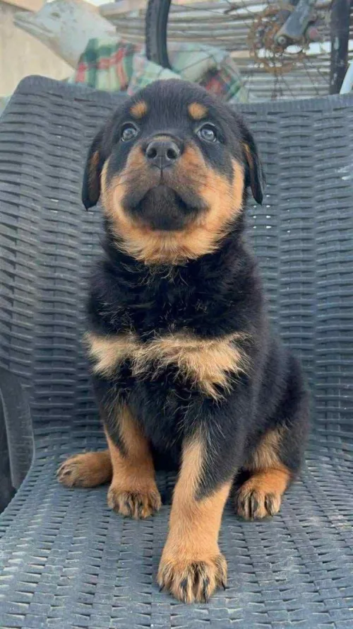 Rottweiler