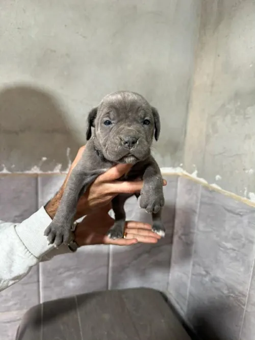 Cane corso