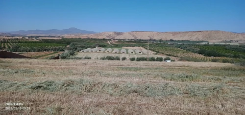 Vente Terrain Tlemcen Zenata