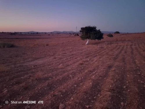 Vente Terrain Agricole Saida Youb