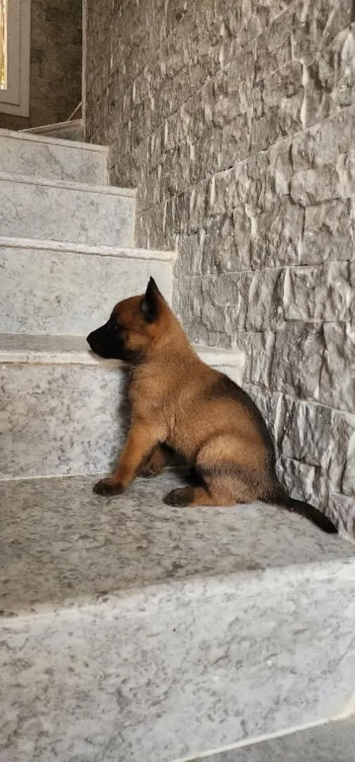 Chiots malinois 