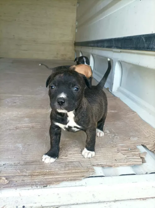 Pitbull