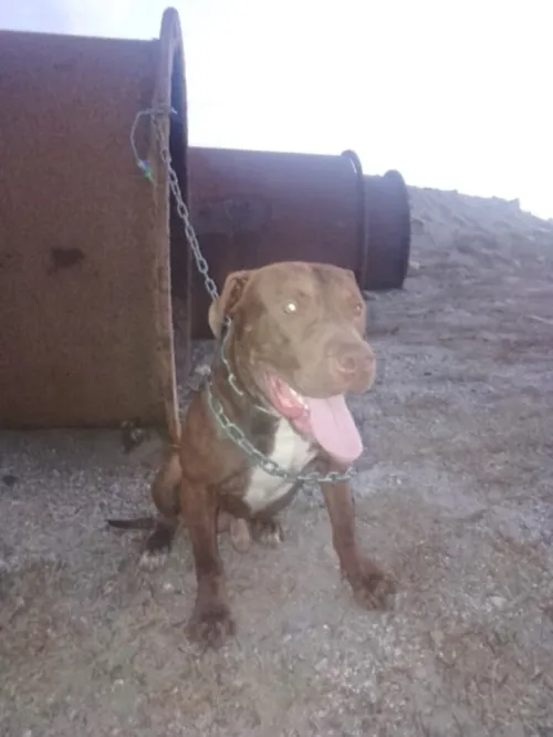 Chien pitbull red nose pure race 