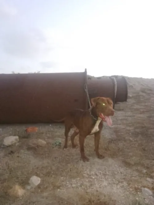 Chien pitbull red nose 